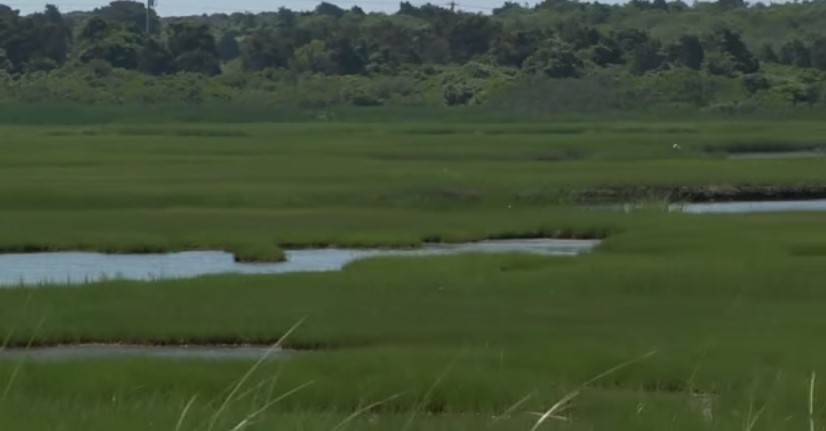 Salt Marshes Vanish as Rising Sea Cover Losing Ground, Endangered