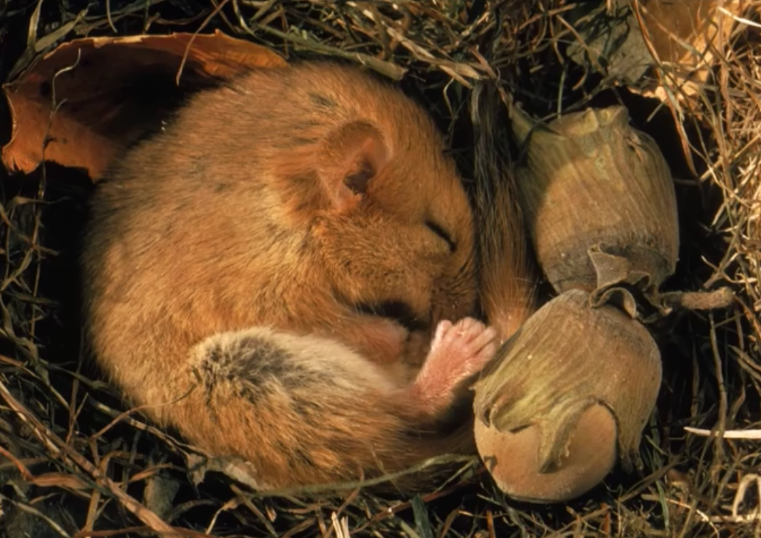 Is Hibernation Finally be the Cure for Terminal Cancer? It Reportedly