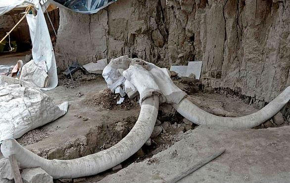 Mammoth Skeletons Dated 15,000 Years Old Discovered in Mexico