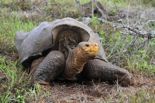 Galápagos Tortoise Diego will be released to the Wild after Fathering Hundreds through a Breeding Project