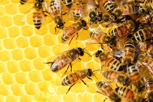 Puerto Rico Earthquake Causes Bees to Abandon Their Hives in Confusion