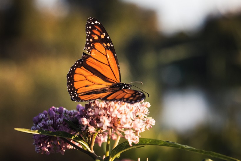 Bodies of Two Conservationists in Mexico’s Monarch Butterfly Sanctuary Discovered