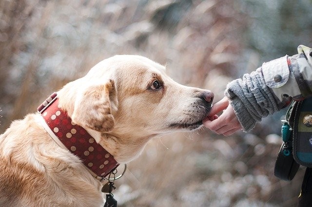 Millenials More Likely to Spend Money on Valentine Gifts for Pets