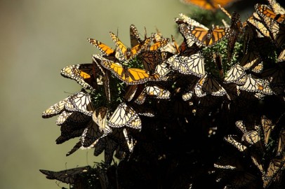 Why Mexico May Disrupt Butterfly Migration