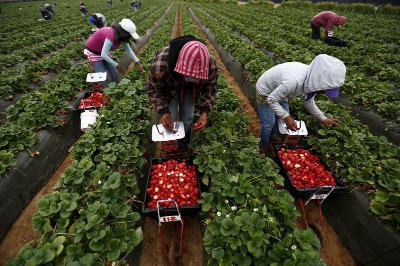 Mexican farmworkers