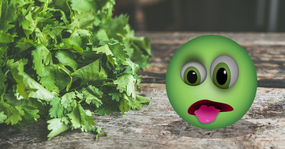 Your Hatred of Cilantro Explained Is That Soap in Your Mouth? Latin