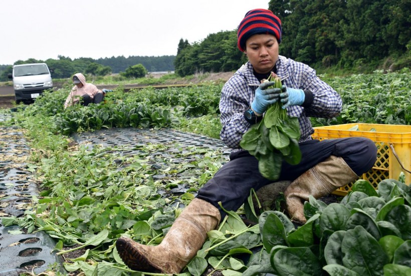 Latino and Hispanic farm workers