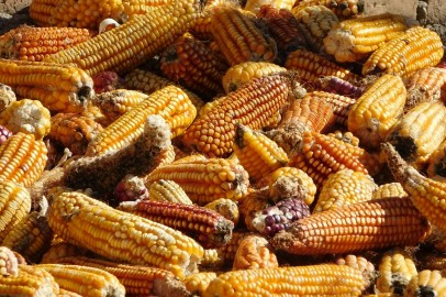 Mexico Officially Includes Native Corn As Part of National Heritage, Passes Law To Prevent ‘Intellectual Plundering’