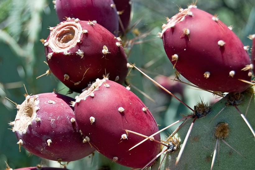Perennial Prickly Pear Cactus