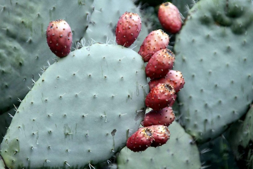 Cactus Pad Spineless Thornless Edible