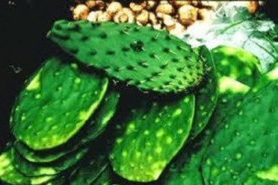 Nopalitos Spineless Prickly Pear Cactus Pads