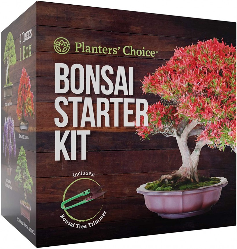 Bonsai Starter Kit from Planters' Choice
