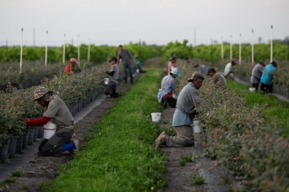 Mexican migrant workers pick blueberries during a harvest at a farm in Lake Wales, Florida, US.