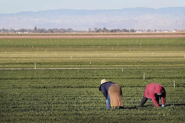 Mexico Farmers Fear Not to Meet Tortillas Demands Due to State Funding Cuts