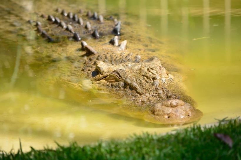 Florida Man Captures Massive 1,000-Pound Alligator 'Stalking' Him Right Behind His Home