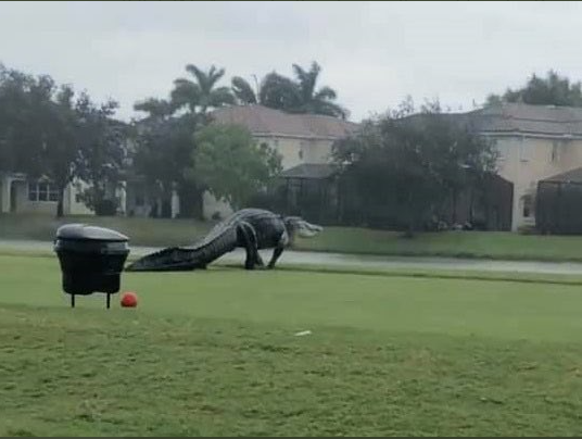 Gigantic Alligator Spotted Strolling in Across Valencia Golf Course in Florida