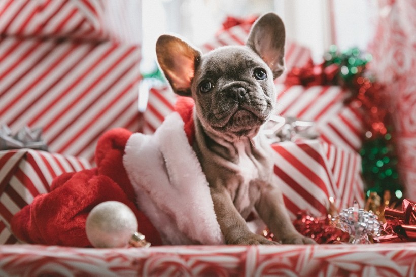 'Raise the Woof': A Very First Christmas Song for Dogs