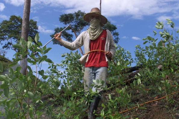 Coca Plantation Farmers