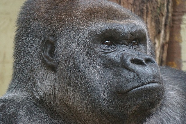 Two Gorillas Tested Positive for Coronavirus at San Diego Zoo