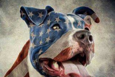 American Pit Bulls - The Good, the Bad  and the Ugly