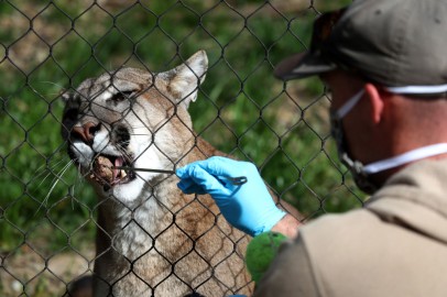 Capitol Rioter Faces Arrest for Killing a Mountain Lion in Colorado