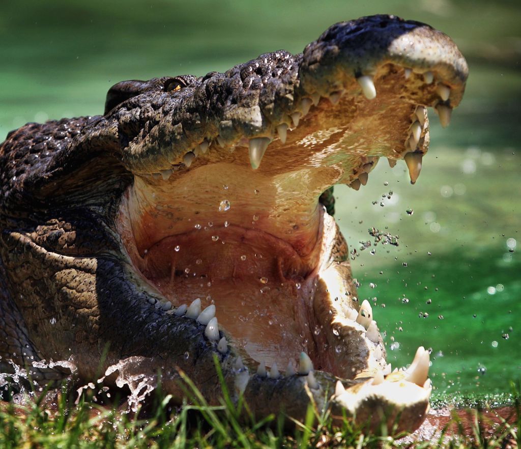 British Twins Survive Crocodile Attack in Mexico After One Fights off
