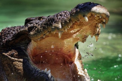 British Twins Survive Crocodile Attack in Mexico After One Fights off Crocodile 3 Times
