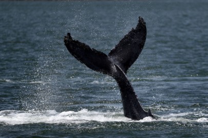 Humpback Whale Swallows U.S. Lobster Fisherman: Man Says 