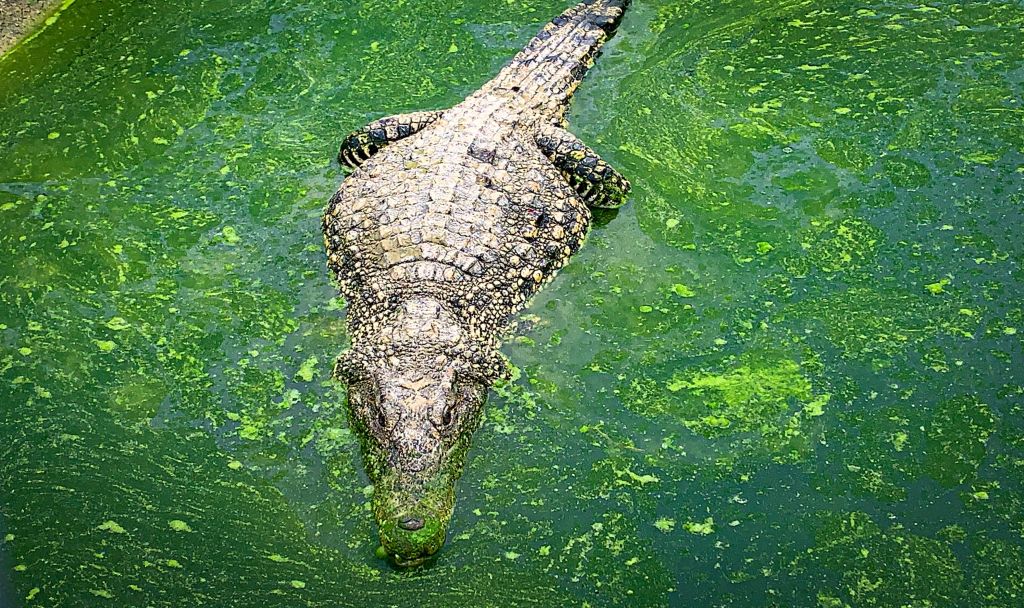 Cuál es el cocodrilo más grande del mundo