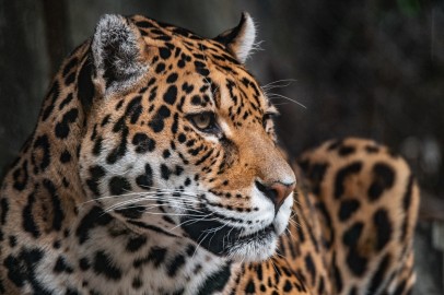 Florida Man Clawed by Jaguar After Crossing Zoo Barrier