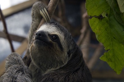 Venezuelan Couple Rescues Injured Sloths, Nurses Animals Back to Health at Home Shelter