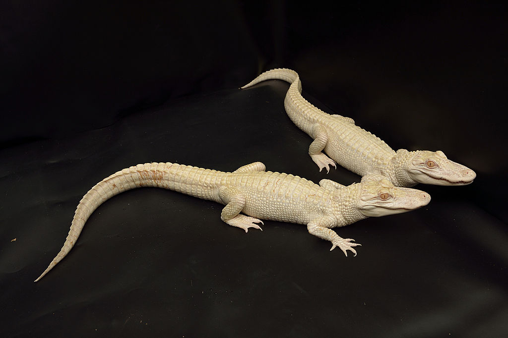 2 Rare Albino Alligators Born at a Florida Zoo | Latin Post - Latin news,  immigration, politics, culture