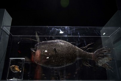 FRANCE-SCIENCE-OCEANS-BIOLOGY-ANIMALS-MUSEUM-EXHIBITION