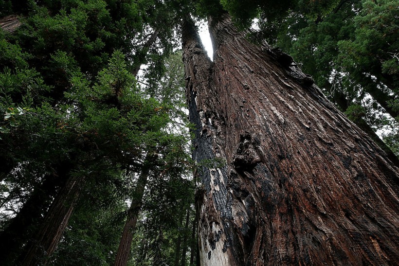 Coastal Redwood trees