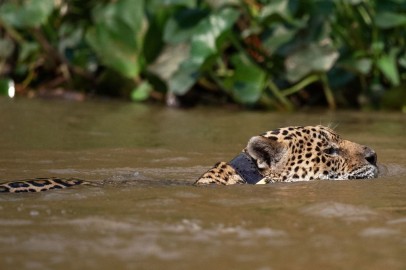 Brazil Wildfires Killed Around 17 Million Animals in the Pantanal Wetlands