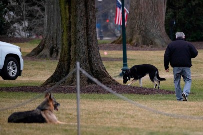 First Dogs Champ and Major on the White House Lawn 