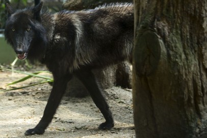 California Judge Restores Gray Wolf Protections Across Much of U.S., Reviving Federal Recovery Efforts
