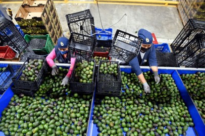 Avocado Prices Reach 24-year High in Aftermath of Mexico Import Ban 