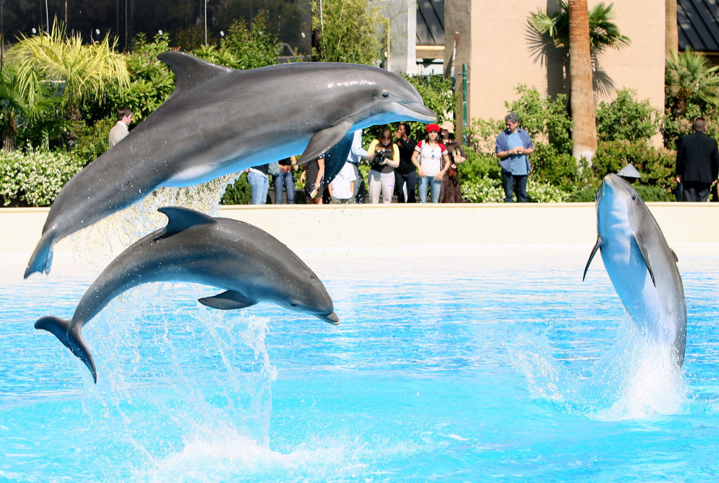 Video shows dolphin attacking trainer during show at Miami