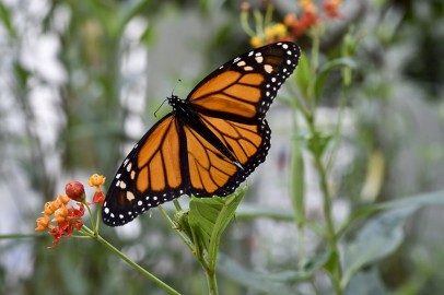 Monarch Butterflies: Most Beloved Butterflies in Mexico, US, Canada Now Endangered