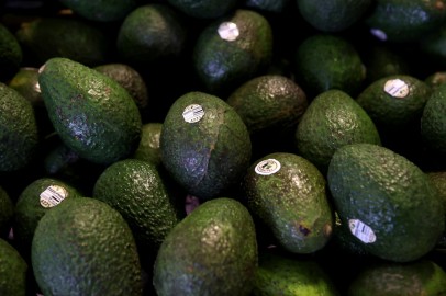 Mexico: Jalisco Becomes 2nd State To Export Avocados to U.S.