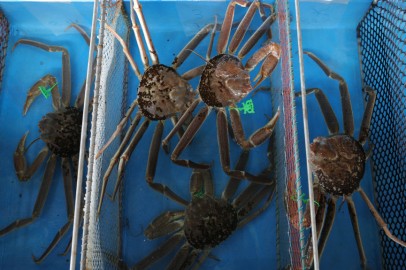 Alaska Stops Snow Crabs Harvest Due to Shortage  