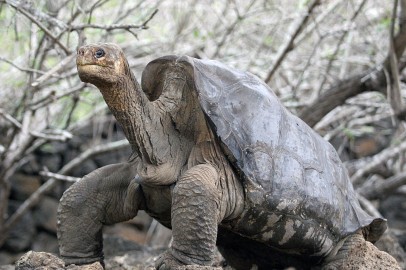 Ecuador: Is Tourism Hurting the Ecosystem of the Galapagos Islands?