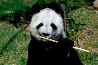 Mexico Is Down to Its Last Panda Xin Xin and She May Also Be the Last in Latin America