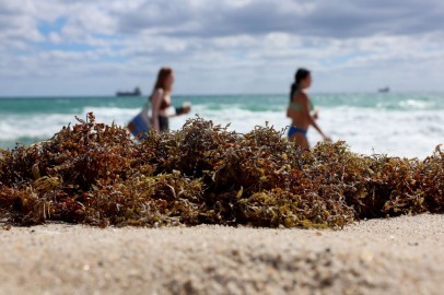 Florida Spring Break at Risk Following Algae Bloom 