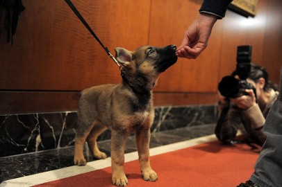 Mexico Gets Puppy from Turkey After Rescue Dog Dies While on Duty  