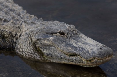 Florida Man Loses Arm in Alligator Attack  
