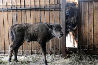 Hawaii Man Pleads Guilty to Interfering with Baby Bison at Yellow Stone National Park  