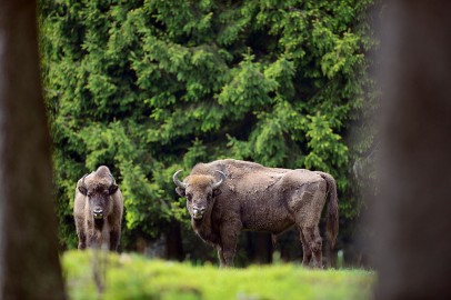Arizona Woman Heavily Injured Following Bison Attack in Yellowstone National Park  
