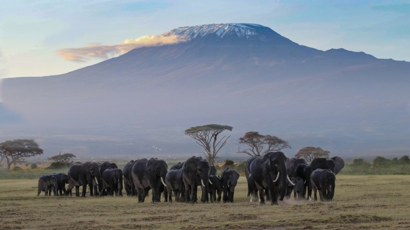 Africa kenya amboseli safari